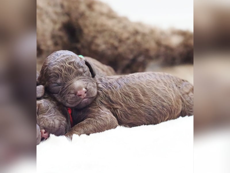 Labradoodle Welpen in braun und braun-weiß (Harlekin) Großpudel / Königspudel
