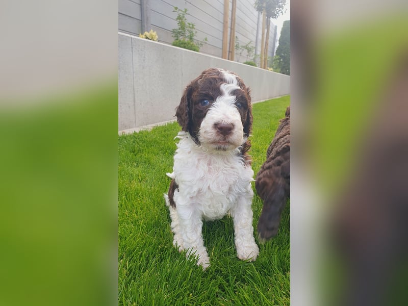 Labradoodle Welpen *Königspudel / Labrador* braun und braun-weiß