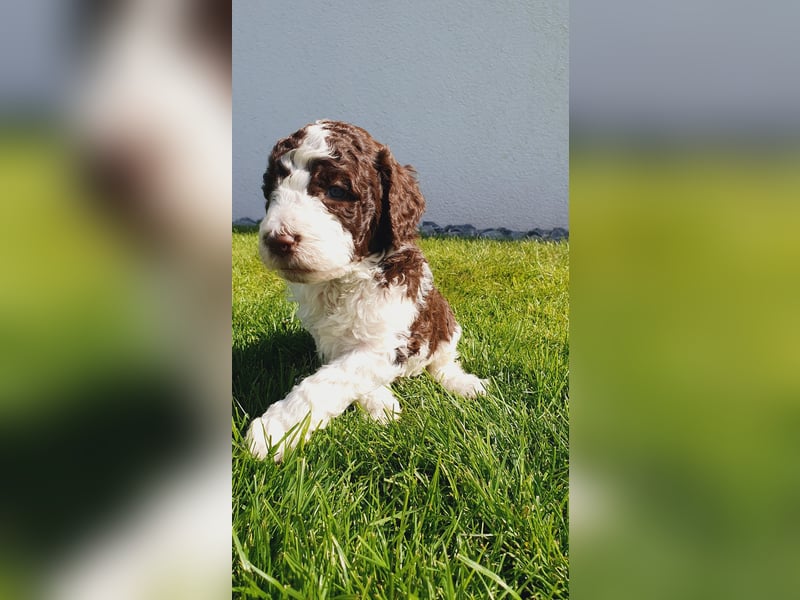 Labradoodle Welpen *Königspudel / Labrador* braun und braun-weiß