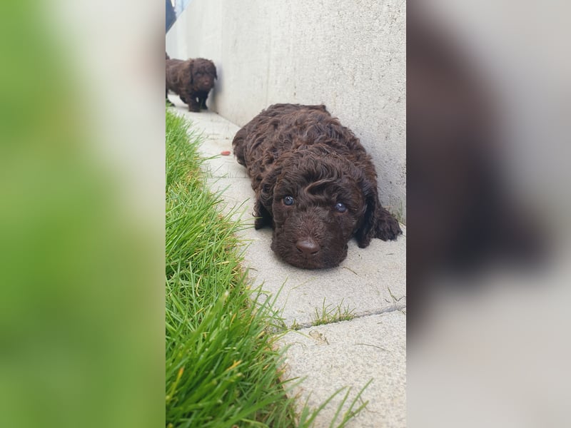 Labradoodle Welpen *Königspudel / Labrador* braun und braun-weiß