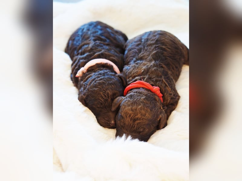 Labradoodle Welpen in braun und braun-weiß (Harlekin) Großpudel / Königspudel
