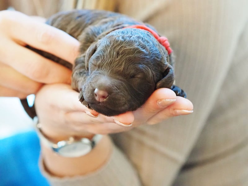 Labradoodle Welpen in braun und braun-weiß (Harlekin) Großpudel / Königspudel