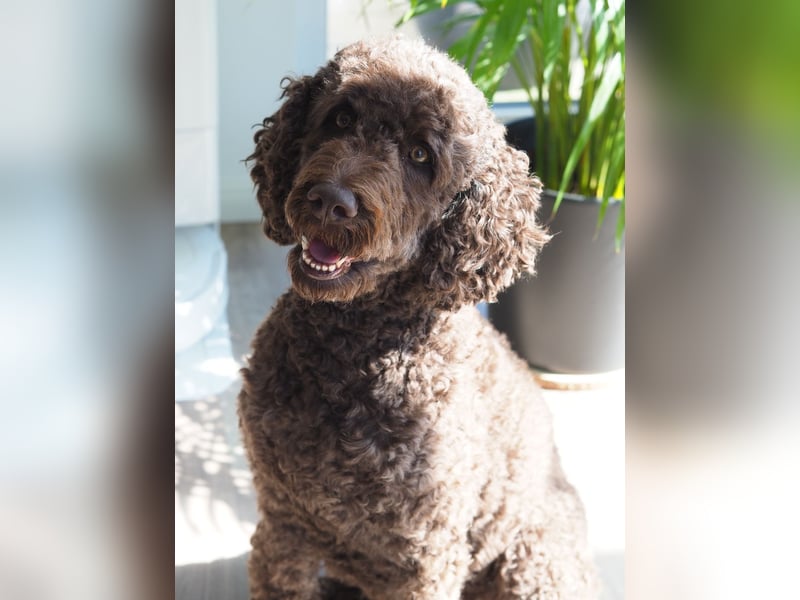 Labradoodle Welpen in braun und braun-weiß (Harlekin) Großpudel / Königspudel