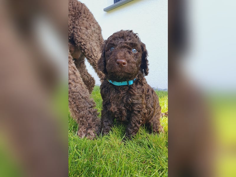 Labradoodle Welpen *Königspudel / Labrador* braun und braun-weiß