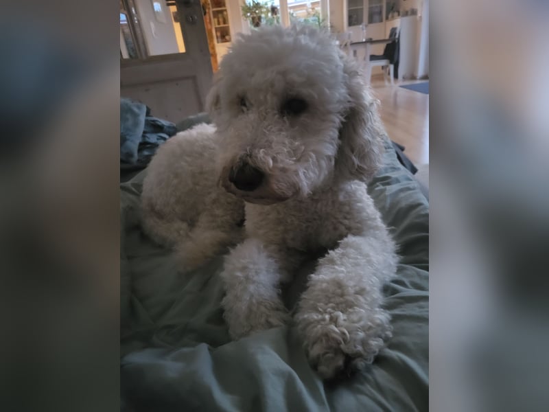 Labradoodledame 4 Jahre alt