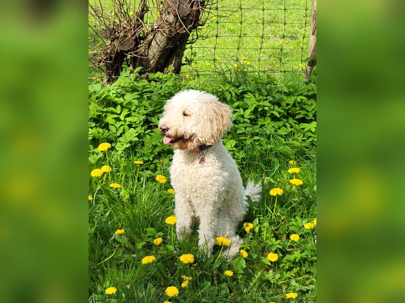 Labradoodledame 4 Jahre alt