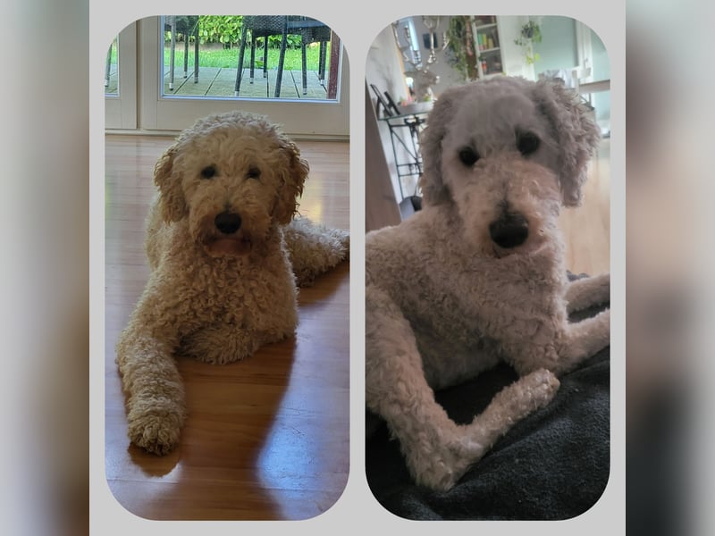 Labradoodledame 4 Jahre alt