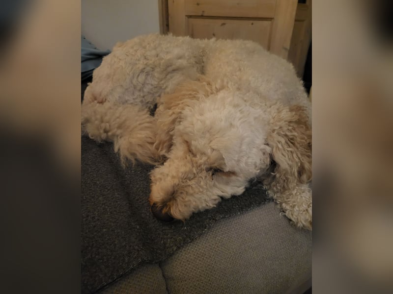 Labradoodledame 4 Jahre alt