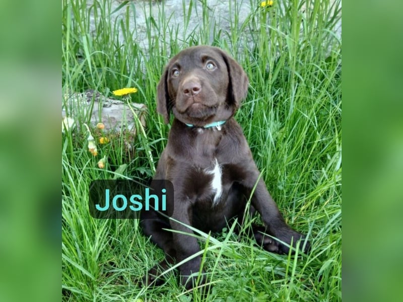 Welpen Labradoodle F1 Braun Groß Könispudel x Labrador