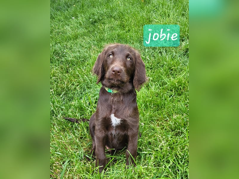 Welpen Labradoodle F1 Braun Könispudel x Labrador