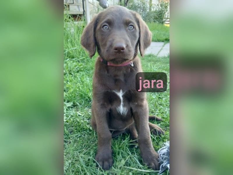 Welpen Labradoodle F1 Braun Groß Könispudel x Labrador
