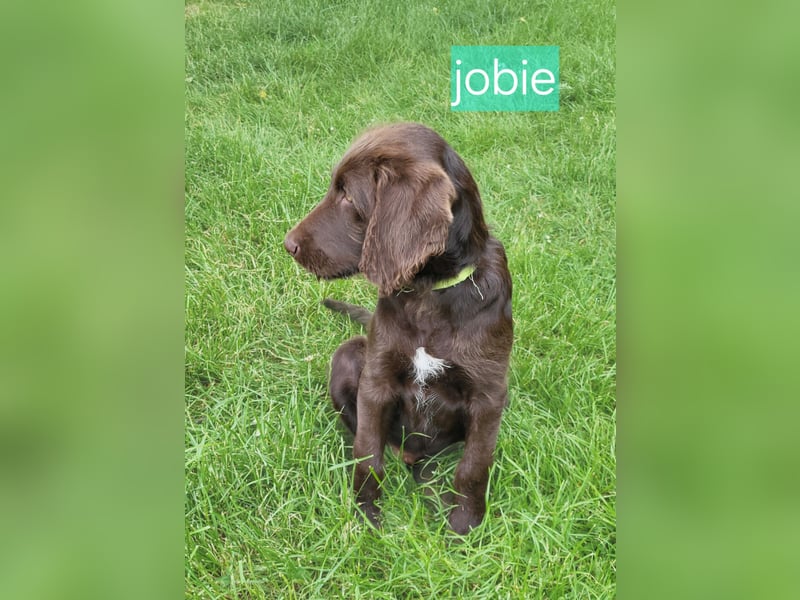 Welpen Labradoodle F1 Braun Könispudel x Labrador
