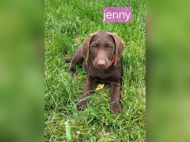 Welpen Labradoodle F1 Braun Könispudel x Labrador