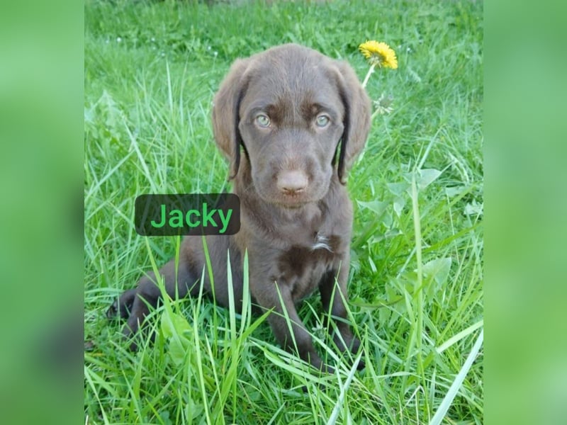 Welpen Labradoodle F1 Braun Groß Könispudel x Labrador