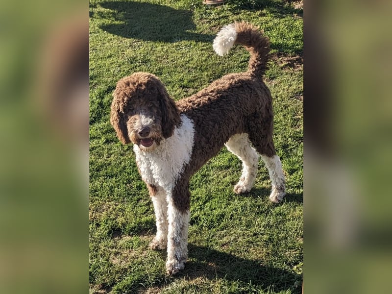 Welpen Labradoodle F1 Braun Groß Könispudel x Labrador