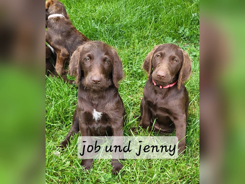Welpen Labradoodle F1 Braun Könispudel x Labrador