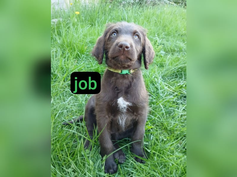 Welpen Labradoodle F1 Braun Groß Könispudel x Labrador