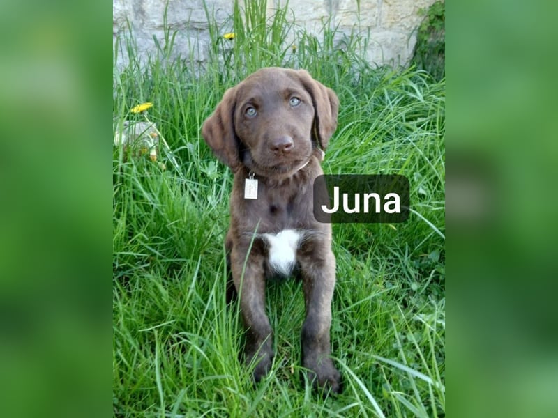 Welpen Labradoodle F1 Braun Groß Könispudel x Labrador