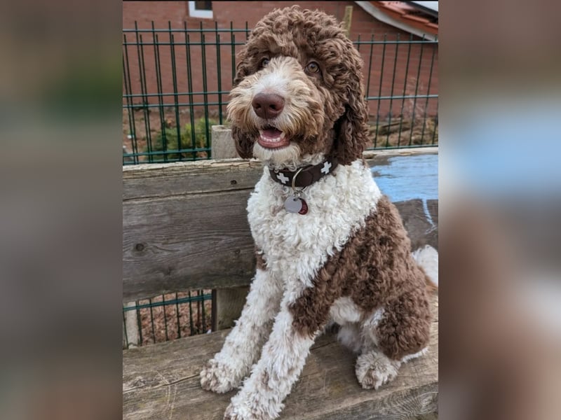 Welpen Labradoodle F1 Braun Groß Könispudel x Labrador