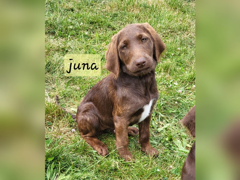 Welpen Labradoodle F1 Braun Könispudel x Labrador