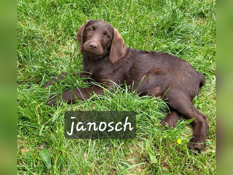 Welpen Labradoodle F1 Braun Könispudel x Labrador