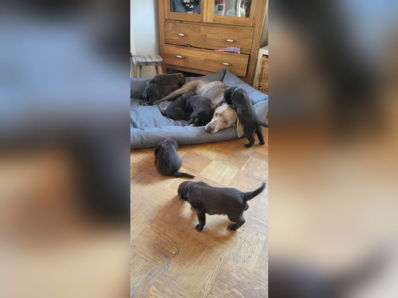 Welpen Labradoodle F1 Braun Groß Könispudel x Labrador