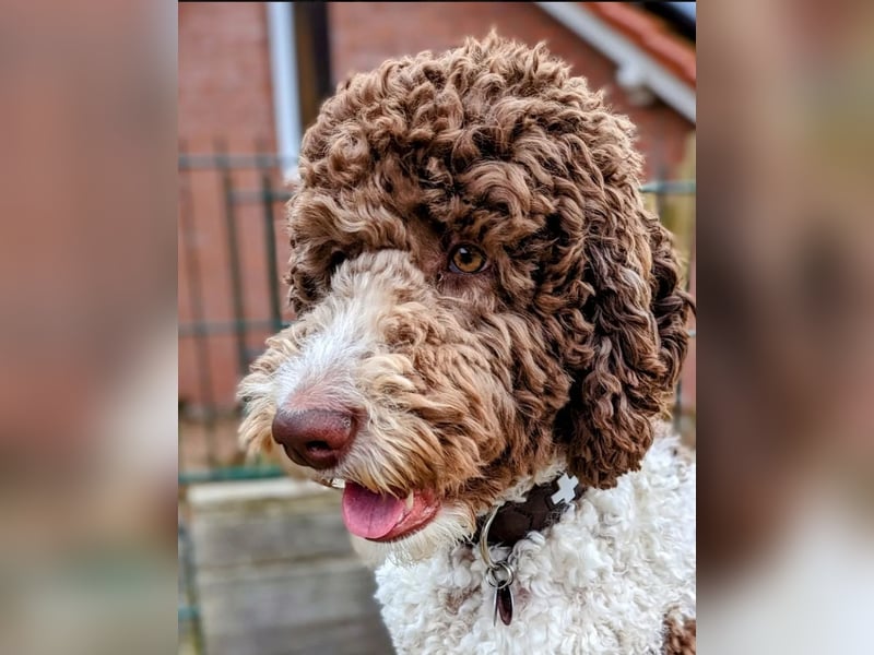 Welpen Labradoodle F1 Braun Groß Könispudel x Labrador