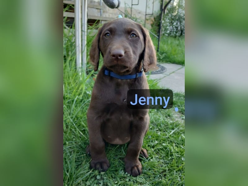 Welpen Labradoodle F1 Braun Groß Könispudel x Labrador