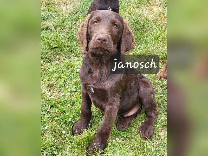 Welpen Labradoodle F1 Braun Könispudel x Labrador