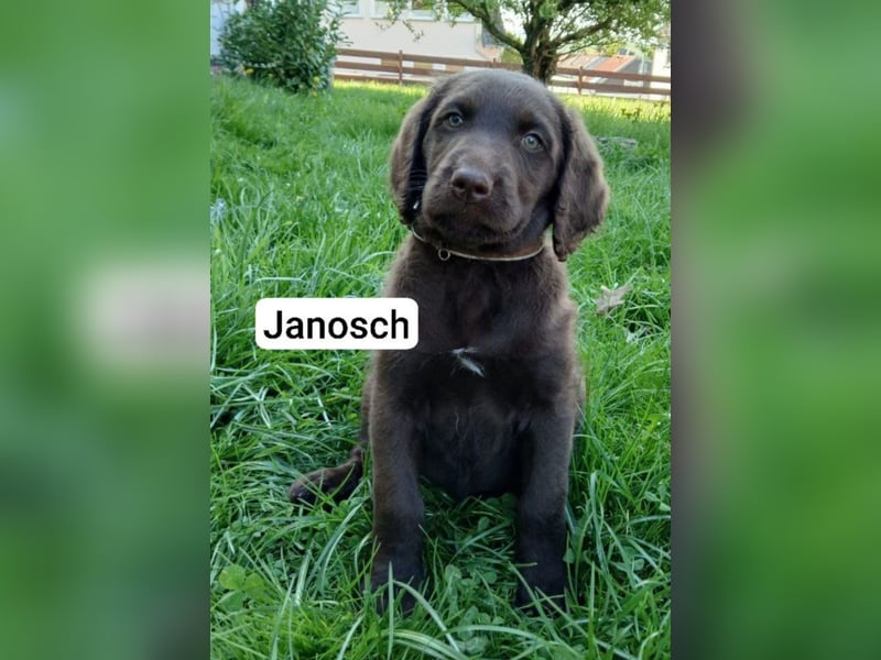 Welpen Labradoodle F1 Braun Groß Könispudel x Labrador
