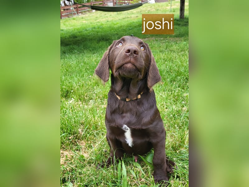 Welpen Labradoodle F1 Braun Könispudel x Labrador