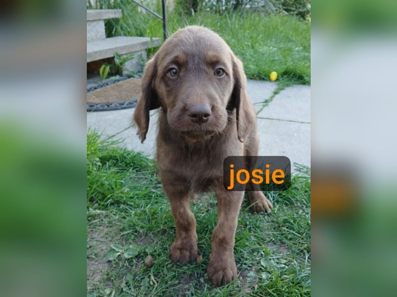 Welpen Labradoodle F1 Braun Groß Könispudel x Labrador