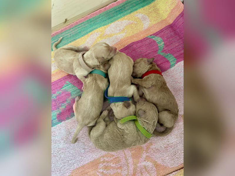 Labradoodle Welpen F1b