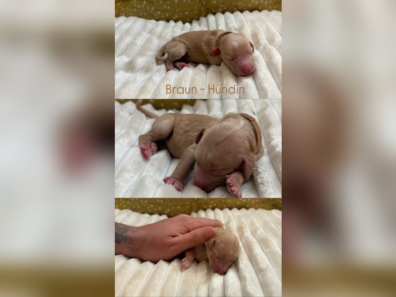 Labradoodle Welpen F1b