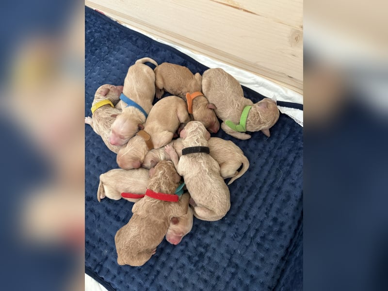 Labradoodle Welpen F1b
