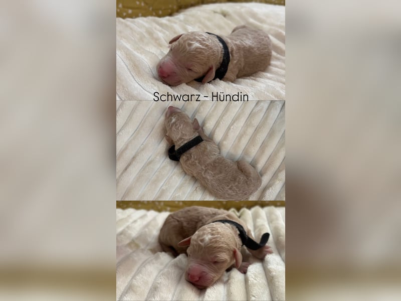 Labradoodle Welpen F1b
