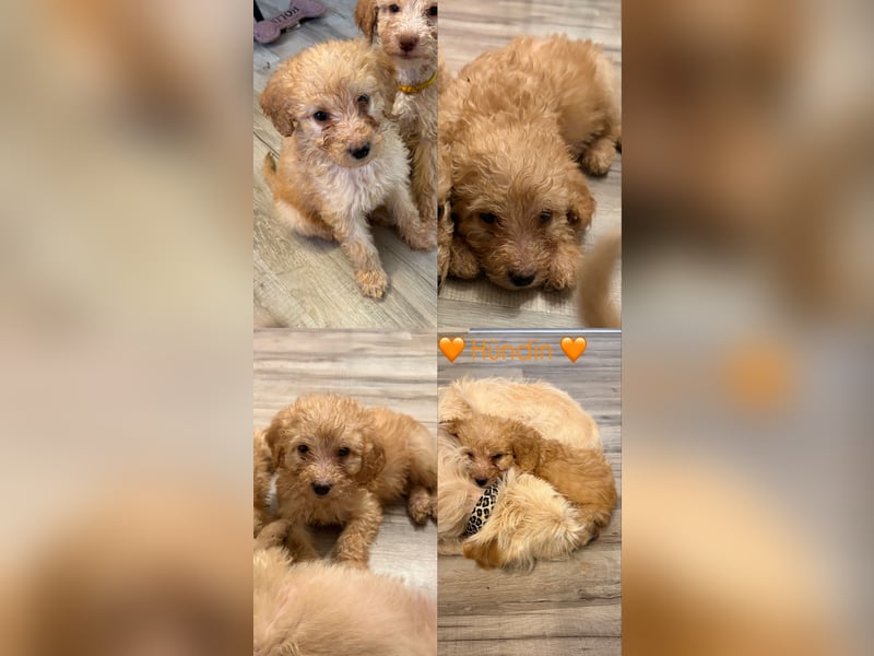 Labradoodle Welpen F1b