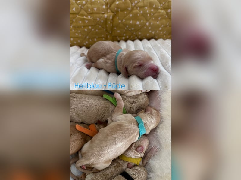Labradoodle Welpen F1b