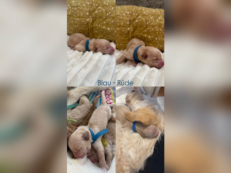 Labradoodle Welpen F1b