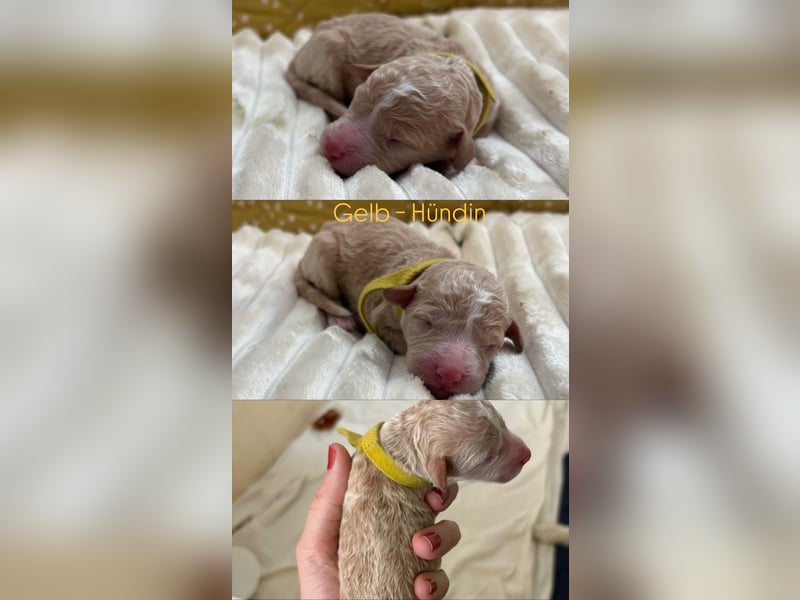 Labradoodle Welpen F1b
