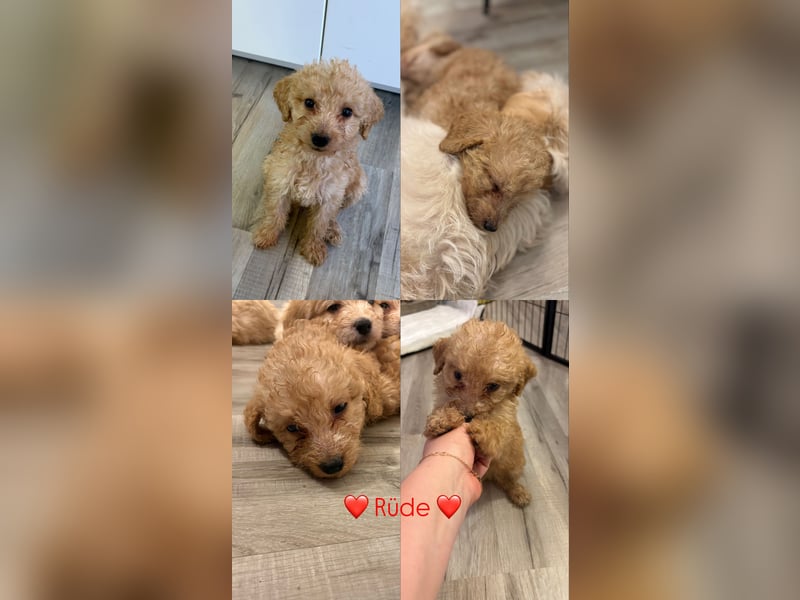 Labradoodle Welpen F1b