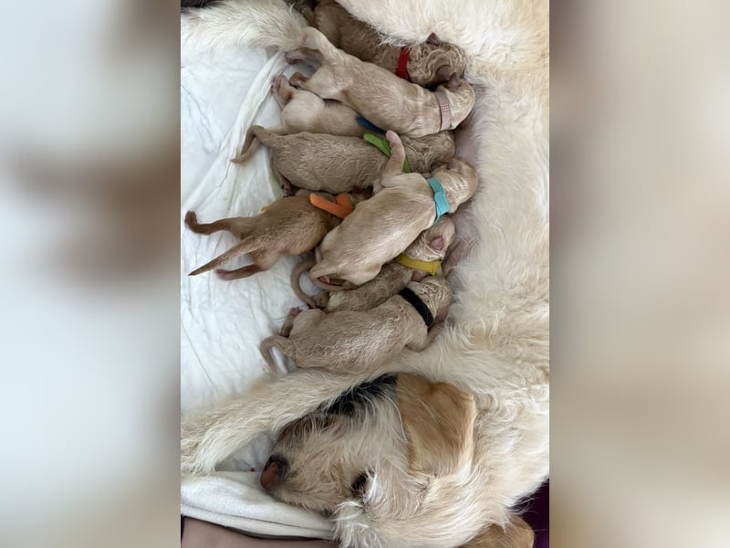 Labradoodle Welpen F1b