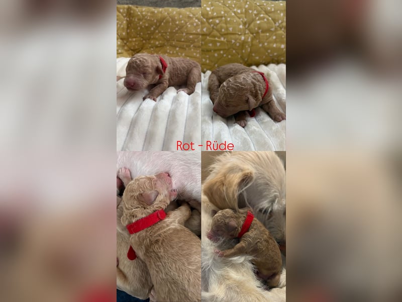 Labradoodle Welpen F1b