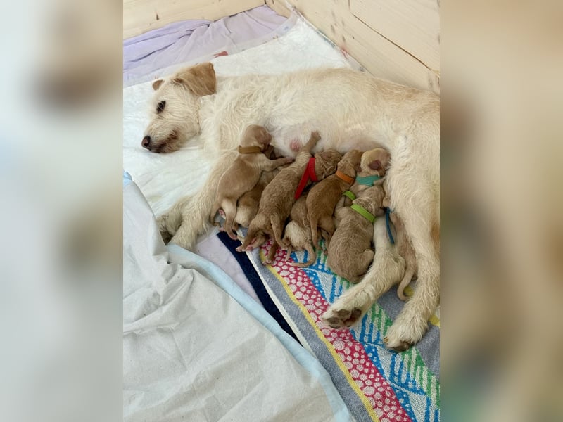 Labradoodle Welpen F1b