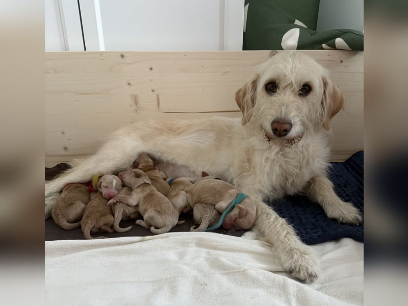 Labradoodle Welpen F1b
