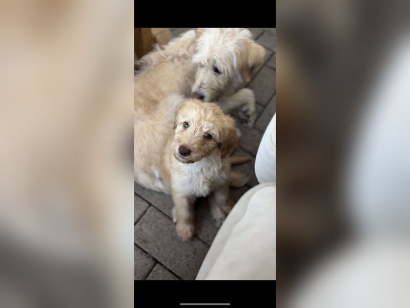 Labradoodle Welpen F1b