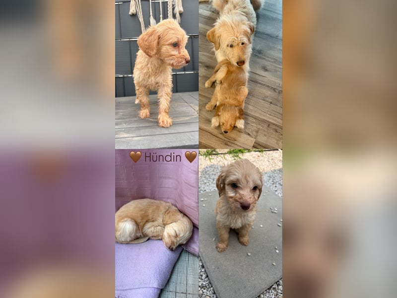 Labradoodle Welpen F1b