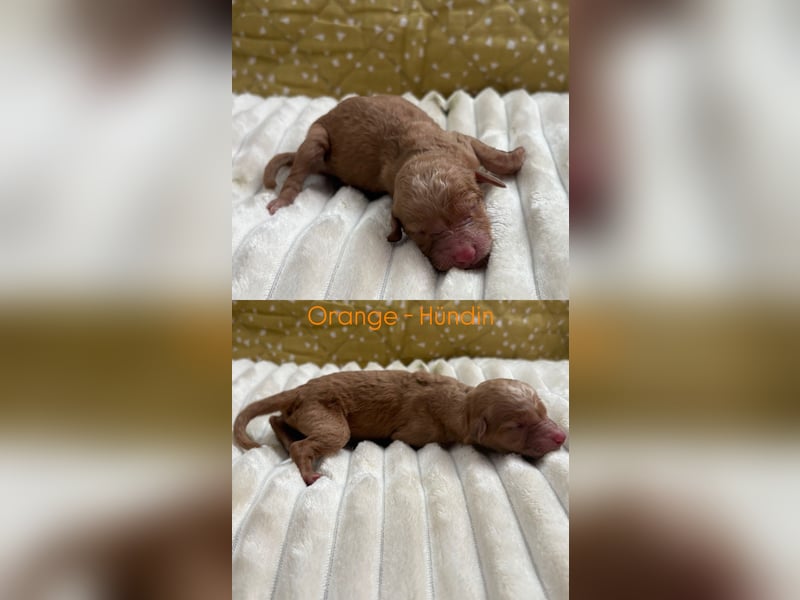 Labradoodle Welpen F1b
