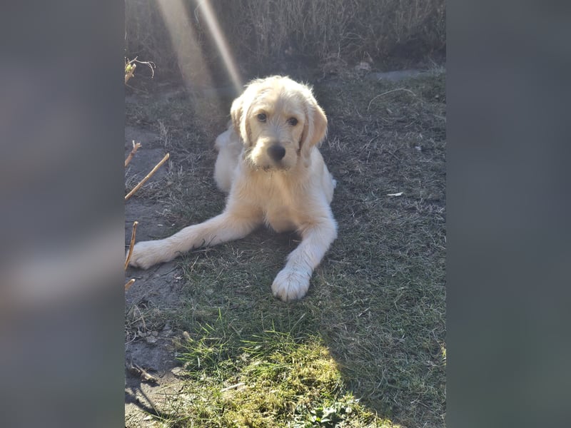 Labradoodle F1