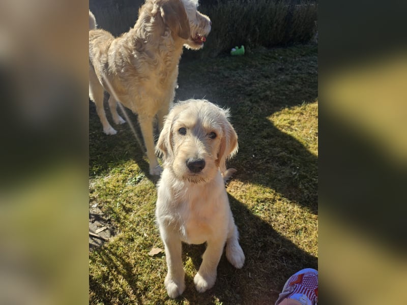 Labradoodle F1